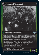 Infestation Expert // Infested Werewolf [Innistrad: Double Feature]-2