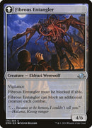 Tangleclaw Werewolf // Fibrous Entangler [Eldritch Moon]-2